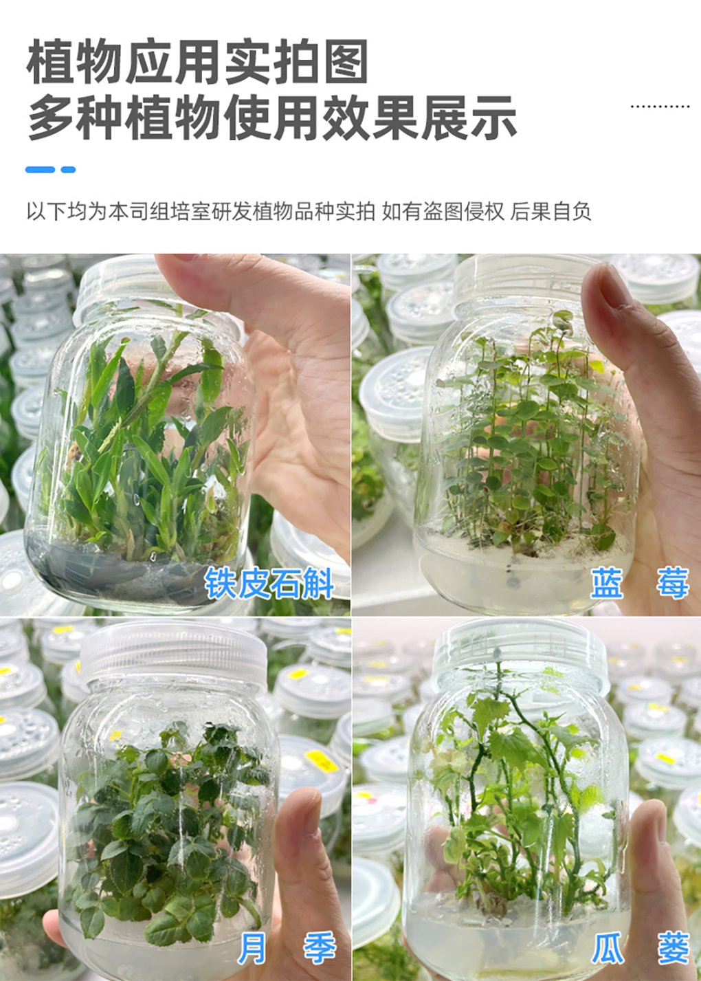 瓊脂粉_07.jpg
