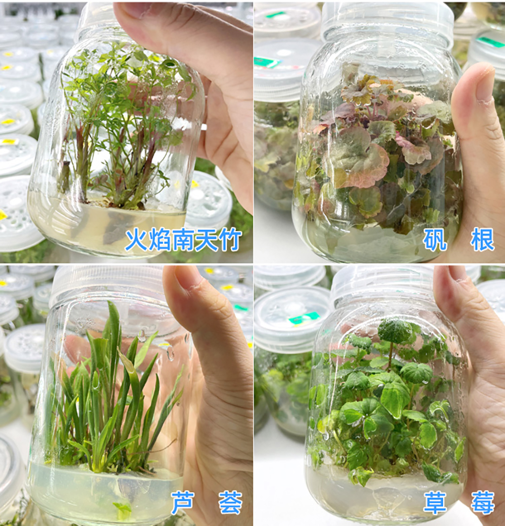 瓊脂粉_08.jpg