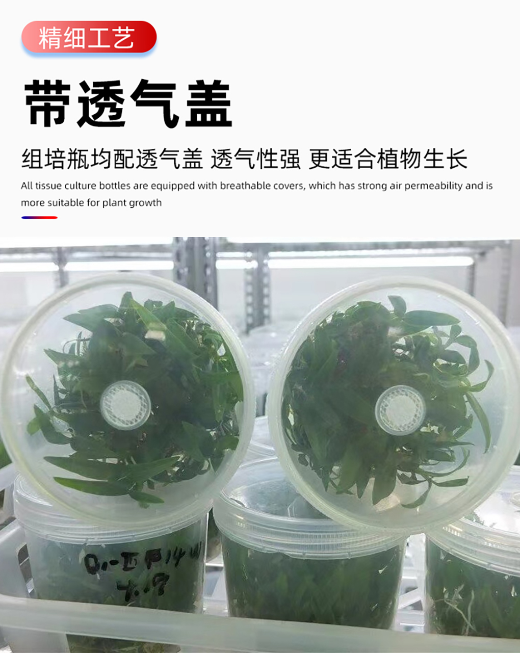 PP組培瓶_08.jpg