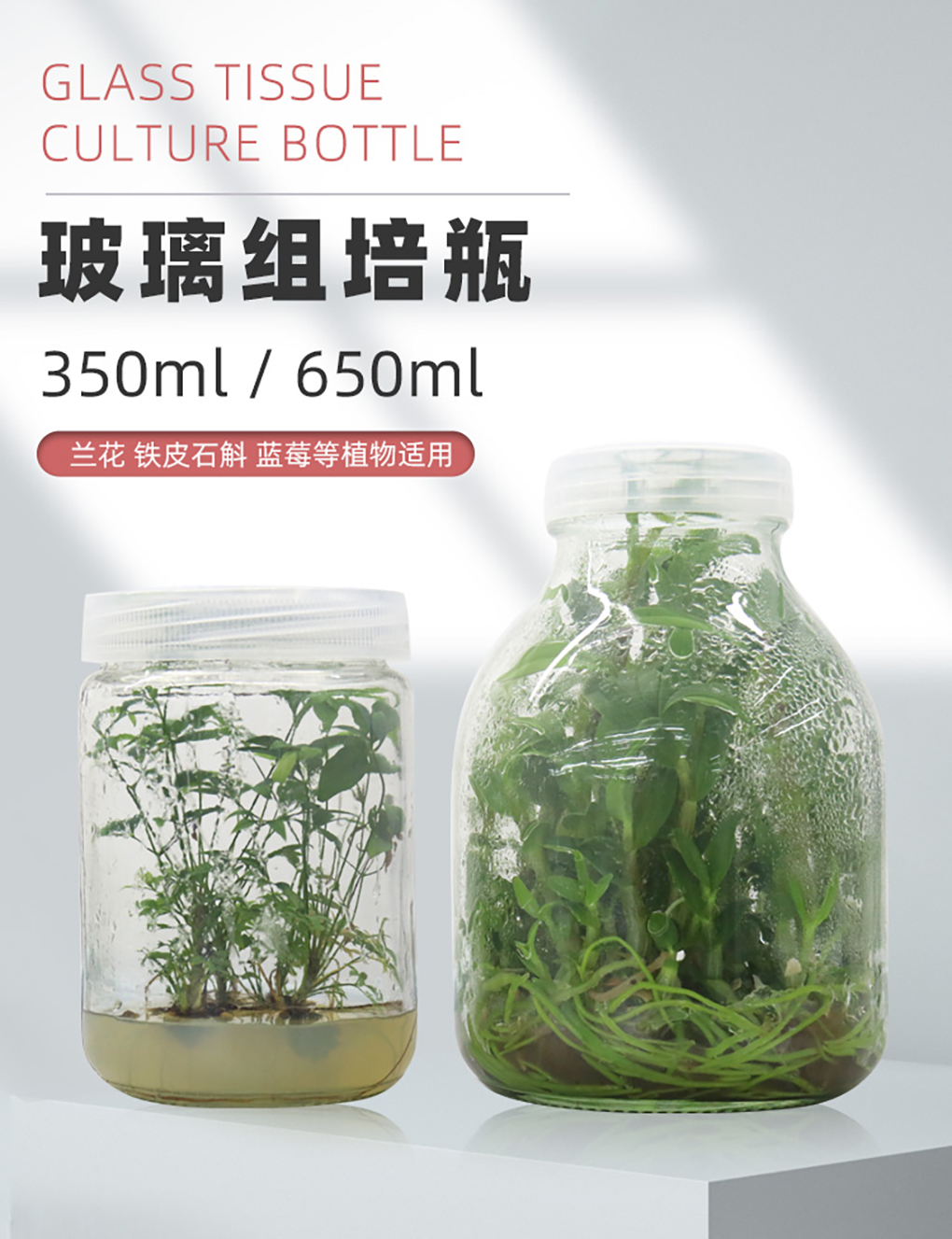 玻璃組培瓶_01.jpg