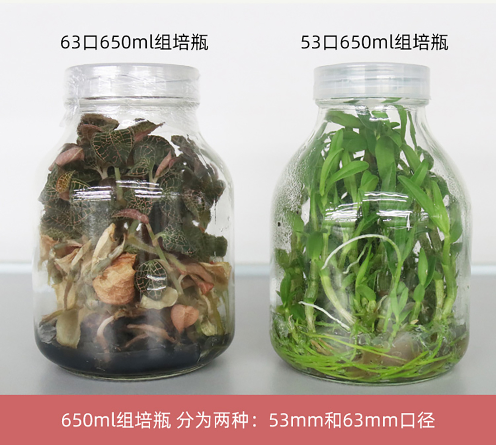 玻璃組培瓶_04.jpg